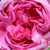 Ružičasta - Centifolia ruža  - Bullata